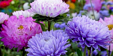 Bolesti astera i njihova kontrola: fotografije bolesti i štetočina